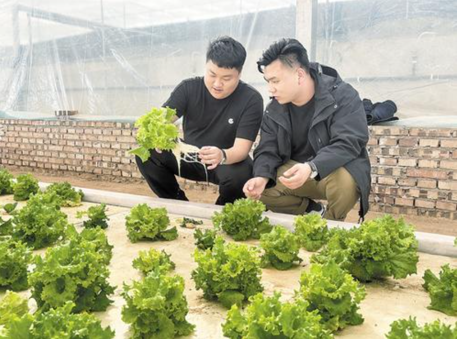 良丰晓月养殖基地的智能温室里，各类蔬菜长势喜人。培育蔬菜的水，就来自旁边的养鱼池。图为3月14日，良丰晓月负责人梁卓（左）正在和同事查看蔬菜的生长情况。河北日报记者李巍摄