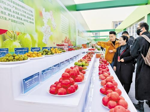 11月4日,第八届京津冀蔬菜产业发展大会现场,高品质果蔬引得许多参观者驻足。 本报记者 郝东伟摄
