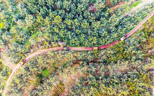 10月28日，易县寨子村农民在采摘、装运柿子。