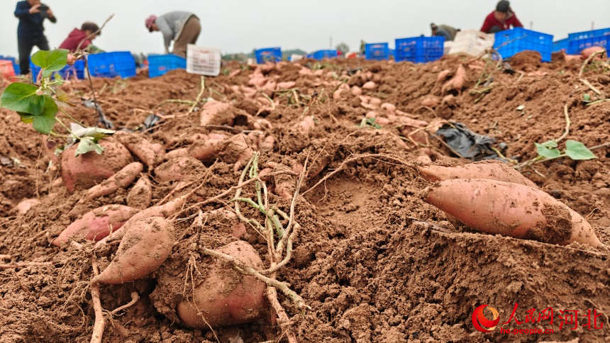 沙河市金沙河红薯岭景区内收获红薯景象。人民网记者 杨文娟摄
