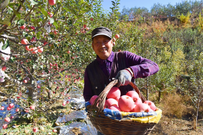 青龙果农展示收获的苹果。青龙满族自治县委宣传部供图