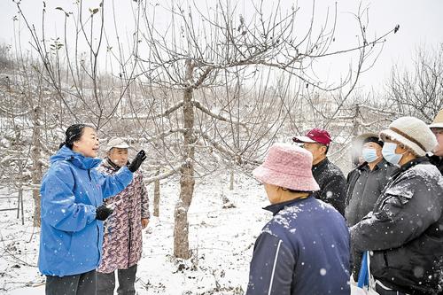 12月12日，李保国科技兴农专家团队队长、河北农业大学研究员郭素萍在临城县贾庄村为果农讲授苹果树冬季管理技术。 本报记者 赵永辉摄