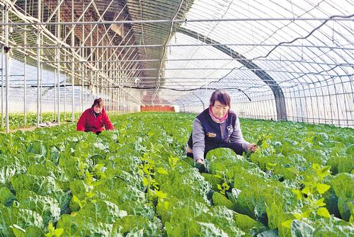 12月3日,在青县胡白庄村设施蔬菜生产基地,工人正在打理甘蓝菜。本报记者 王雅楠摄