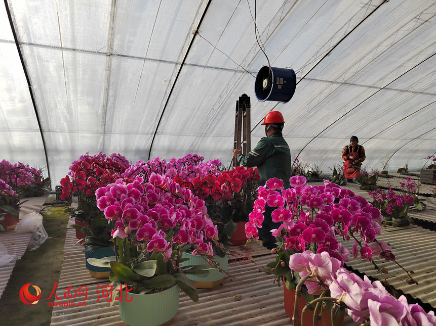 河北省丰宁县凤山镇蝴蝶兰种植基地，电力工作人员在检查大棚内风机。人民网记者 祝龙超摄