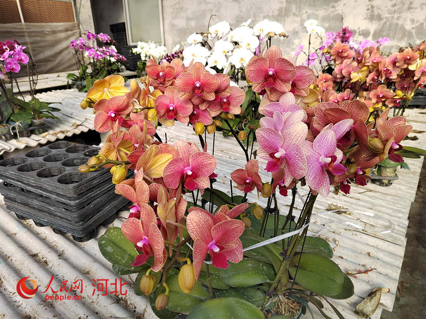 基地大棚内的蝴蝶兰花开正艳。人民网记者 祝龙超摄